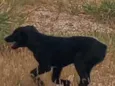 Pretinha