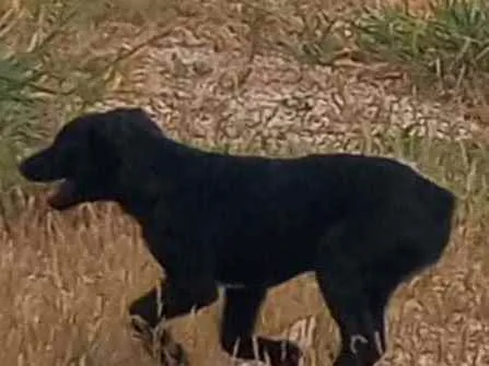 Cachorro raça Srd idade 2 a 6 meses nome Pretinha