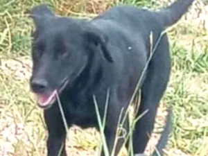 Cachorro raça Srd media idade 2 anos nome Pandora