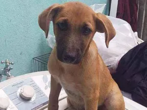 Cachorro raça SRD idade 2 a 6 meses nome Yasmin