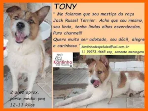 Cachorro raça SRD idade 2 anos nome Tony