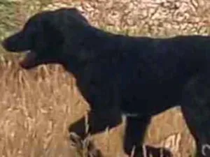 Cachorro raça Srd idade 2 a 6 meses nome Pretinha