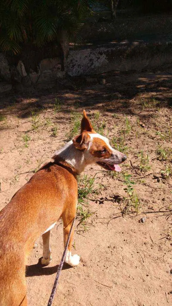 Cachorro ra a Mistura idade 1 ano nome Sky