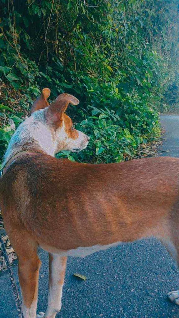 Cachorro ra a Mistura idade 1 ano nome Sky