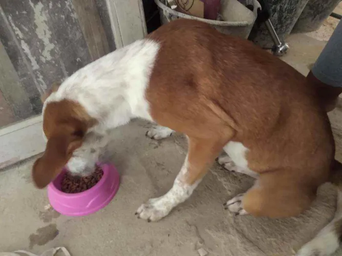 Cachorro ra a Mistura idade 1 ano nome Sky