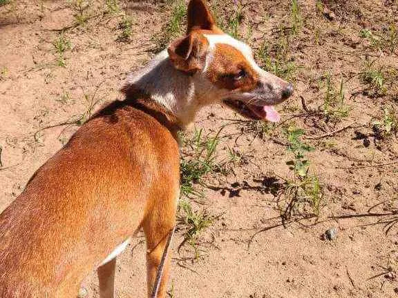 Cachorro ra a Mistura idade 1 ano nome Sky