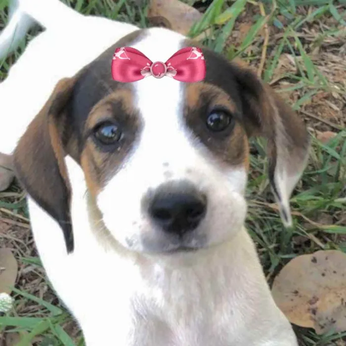 Cachorro ra a Mestiça  idade Abaixo de 2 meses nome Bebel