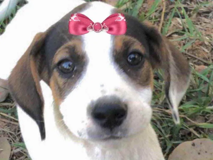 Cachorro ra a Mestiça  idade Abaixo de 2 meses nome Bebel