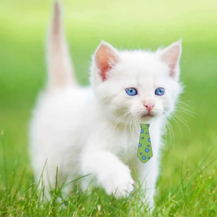 Gato ra a Mestiço  idade 2 a 6 meses nome Floquinho 