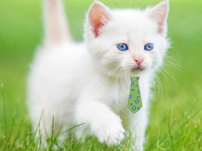 Gato ra a Mestiço  idade 2 a 6 meses nome Floquinho 