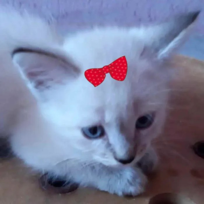 Gato ra a Mestiça  idade 2 a 6 meses nome Bia 