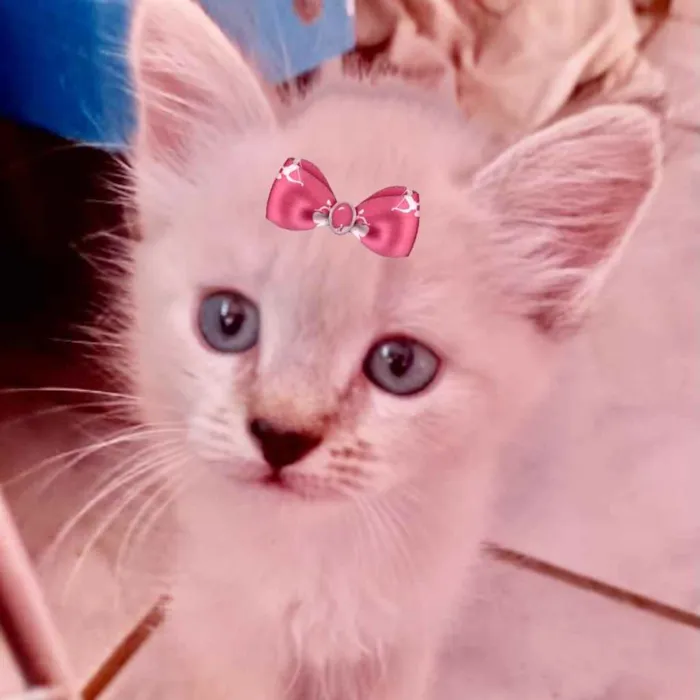 Gato ra a Mestiça  idade 2 a 6 meses nome Sofia 