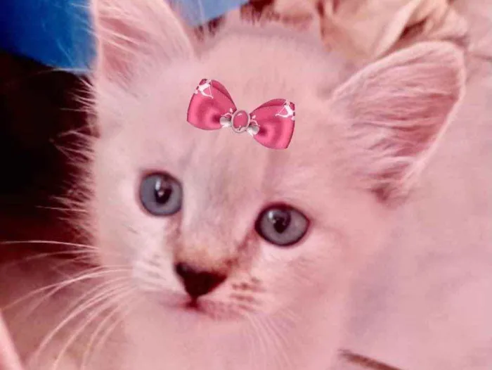 Gato ra a Mestiça  idade 2 a 6 meses nome Sofia 