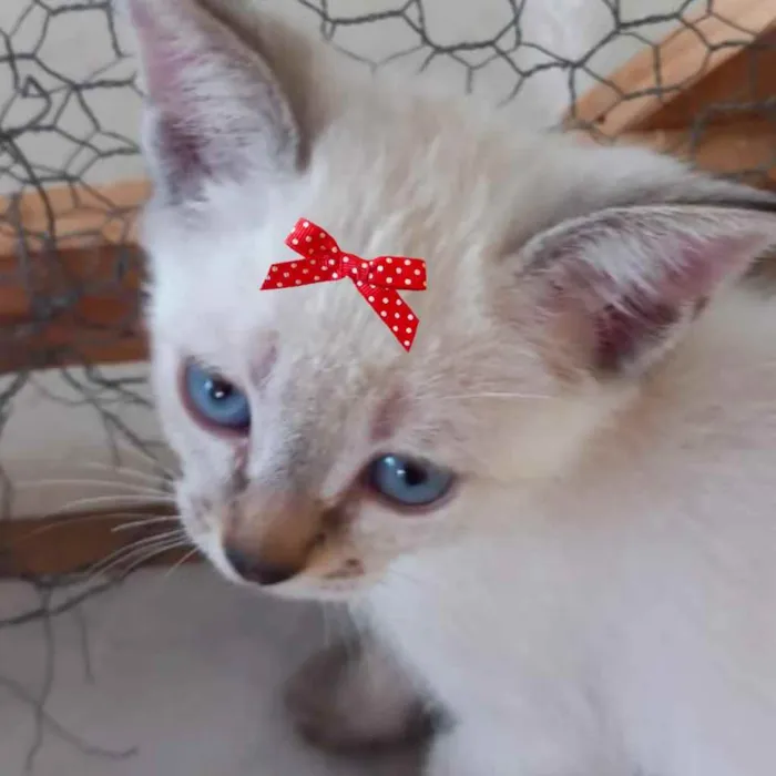 Gato ra a Mestiça  idade 2 a 6 meses nome Luna 