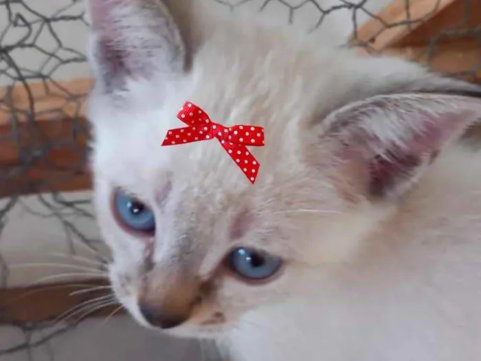 Gato ra a Mestiça  idade 2 a 6 meses nome Luna 