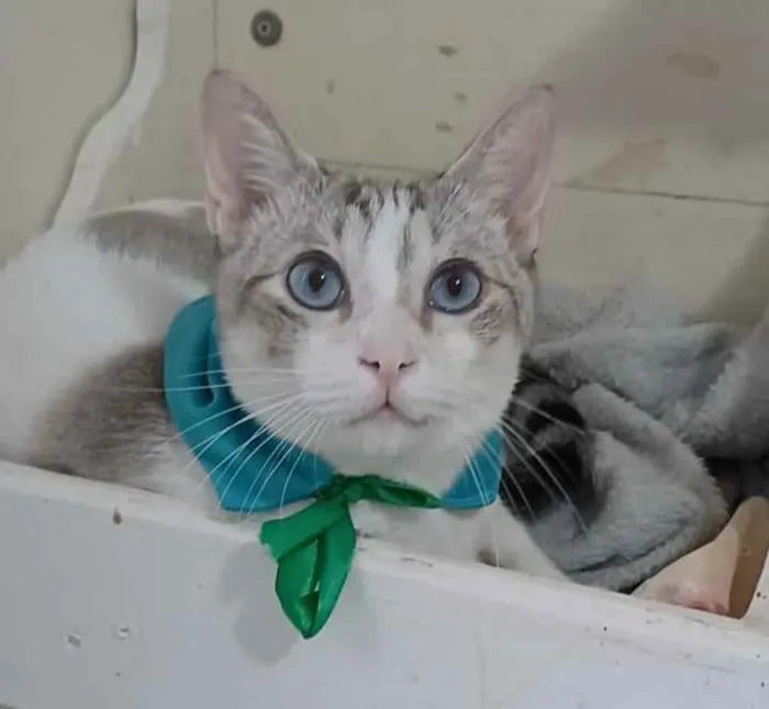 Gato ra a Srd idade 7 a 11 meses nome Snow