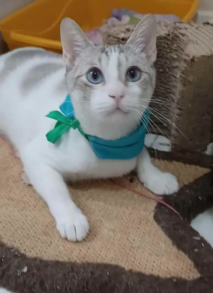 Gato ra a Srd idade 7 a 11 meses nome Snow