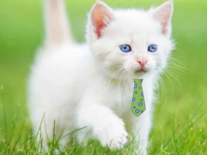 Gato ra a Mestiço  idade 2 a 6 meses nome Floquinho 