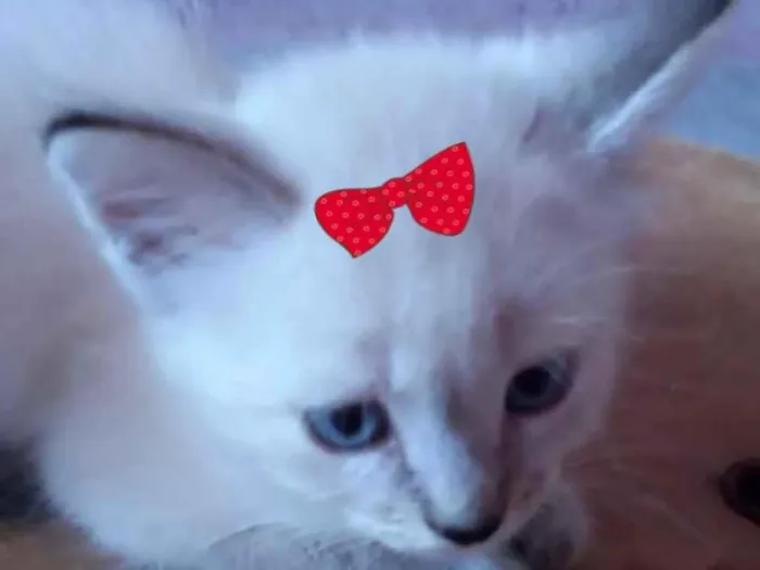 Gato ra a Mestiça  idade 2 a 6 meses nome Bia 