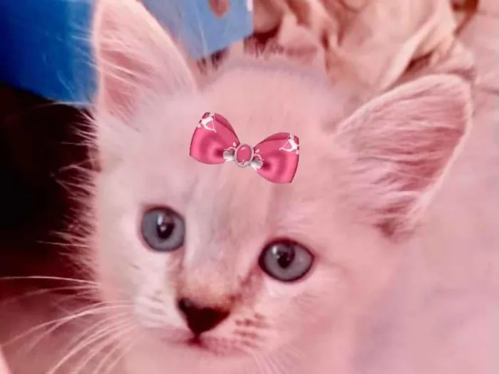 Gato ra a Mestiça  idade 2 a 6 meses nome Sofia 