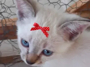 Gato raça Mestiça  idade 2 a 6 meses nome Luna 