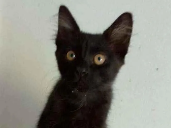 Gato ra a Srd idade 2 a 6 meses nome BAGUERA