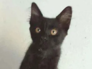Gato raça Srd idade 2 a 6 meses nome BAGUERA