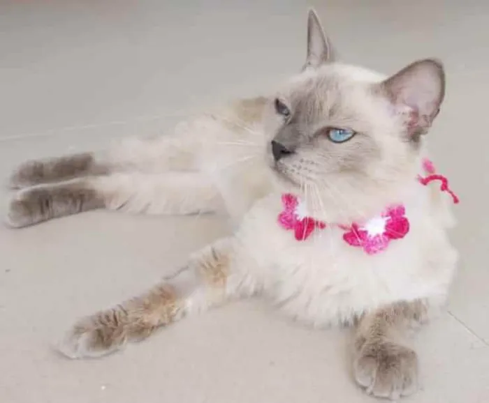 Gato ra a Srd idade 1 ano nome Pérola 