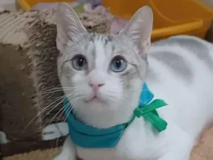 Gato raça Srd idade 7 a 11 meses nome Snow
