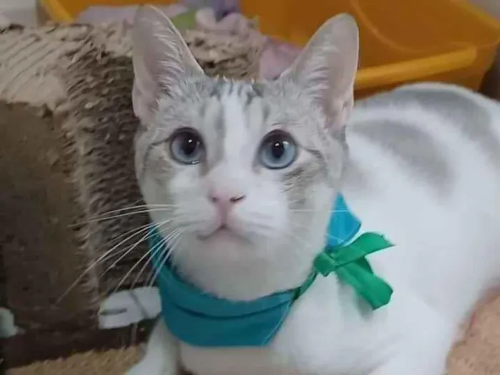 Gato ra a Srd idade 7 a 11 meses nome Snow