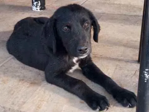 Cachorro raça Srd idade 2 a 6 meses nome Nao tem nome ainda