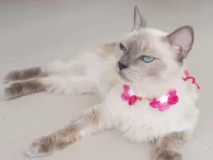 Gato raça Srd idade 1 ano nome Pérola 