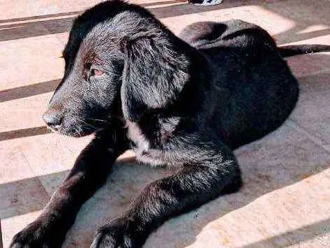 Cachorro raça Srd idade 2 a 6 meses nome Nao tem nome ainda