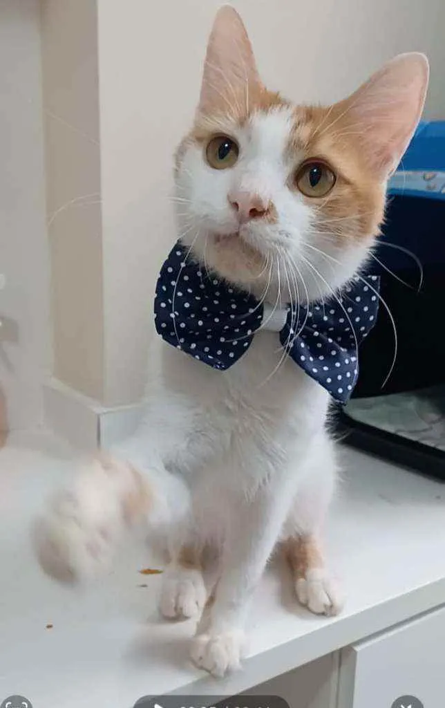 Gato ra a Srd idade 7 a 11 meses nome OZZY