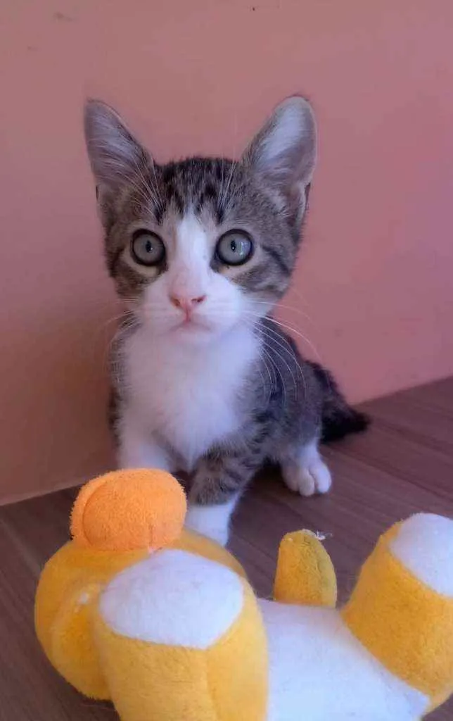 Gato raça Srd idade 2 a 6 meses nome Barak