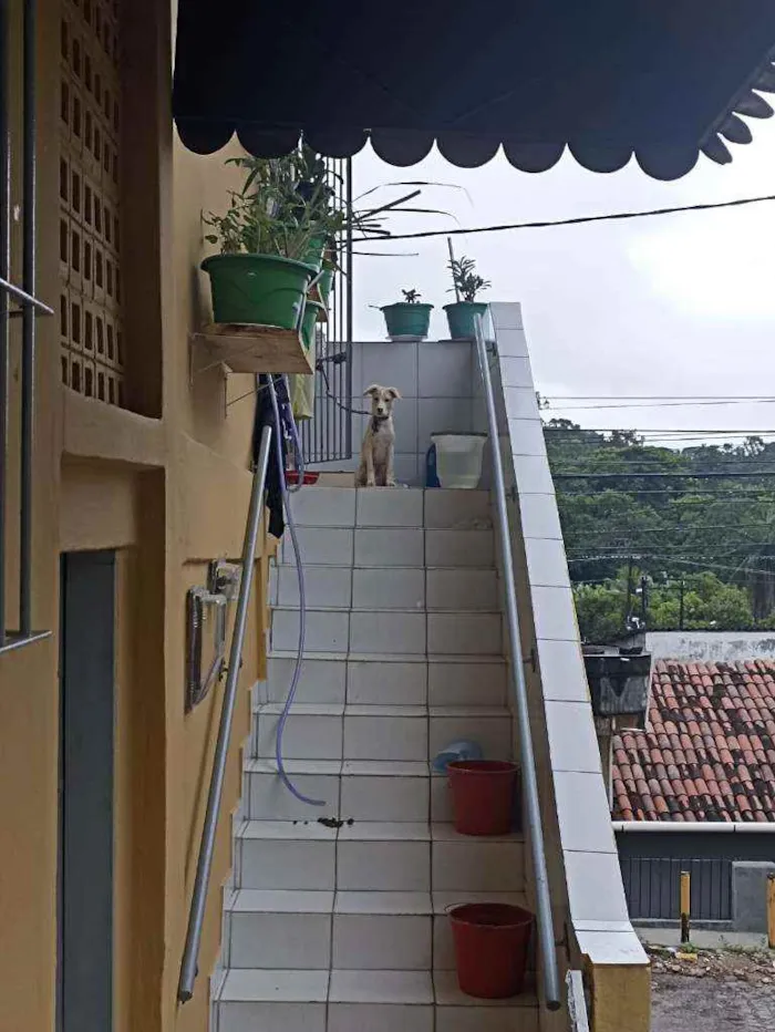 Cachorro ra a Não definida idade Abaixo de 2 meses nome Mel