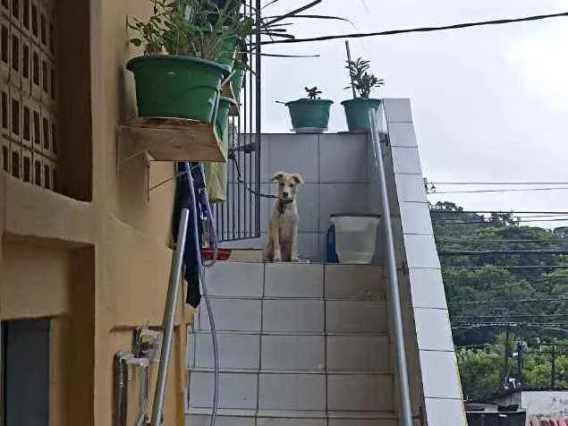 Cachorro ra a Não definida idade Abaixo de 2 meses nome Mel