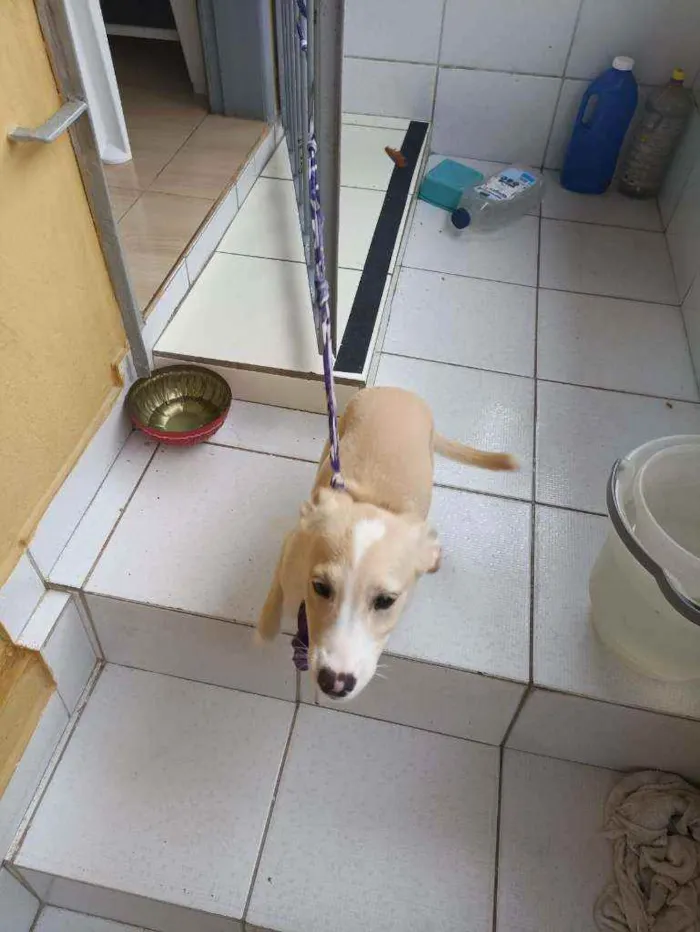 Cachorro ra a Não definida idade Abaixo de 2 meses nome Mel