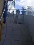 Mel