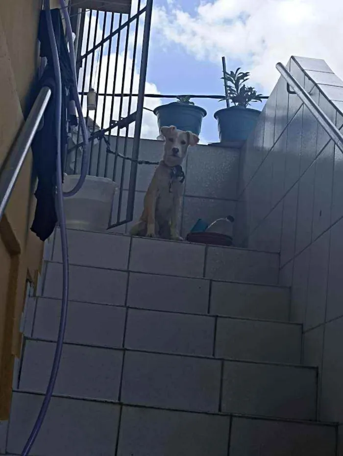 Cachorro ra a Não definida idade Abaixo de 2 meses nome Mel