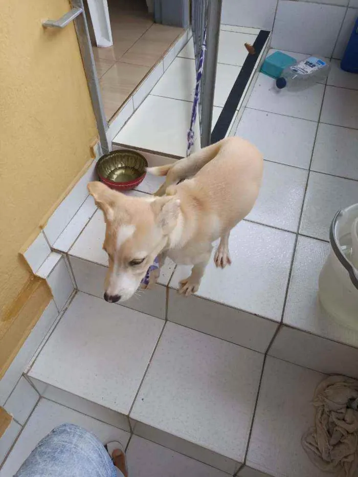 Cachorro ra a Não definida idade Abaixo de 2 meses nome Mel