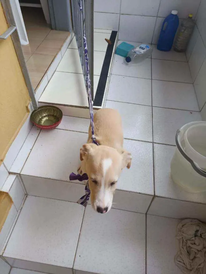 Cachorro ra a Não definida idade Abaixo de 2 meses nome Mel