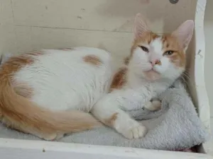 Gato raça Srd idade 7 a 11 meses nome OZZY