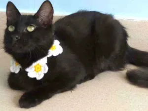 Gato raça Srd idade 2 a 6 meses nome Pitty