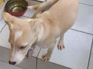 Cachorro raça Não definida idade Abaixo de 2 meses nome Mel