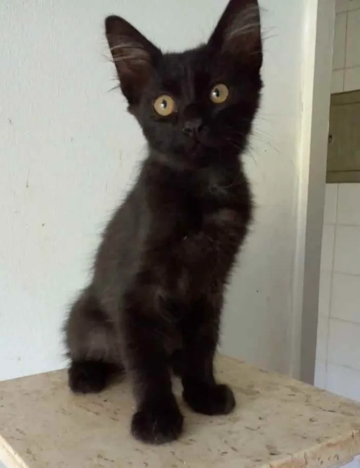 Gato ra a srd idade 2 a 6 meses nome BAGUERA