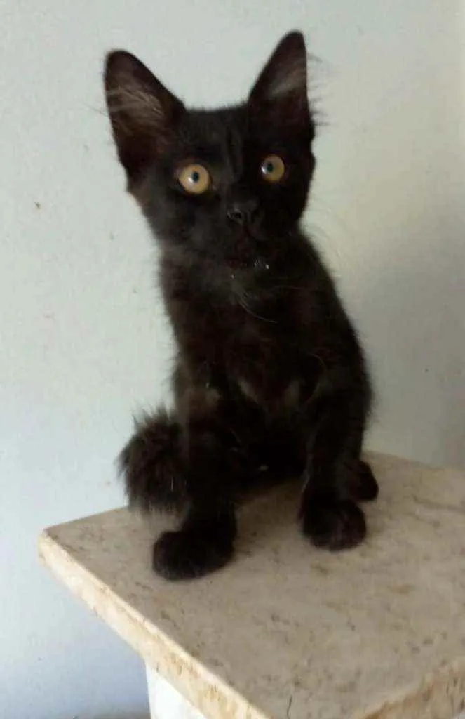 Gato ra a srd idade 2 a 6 meses nome BAGUERA