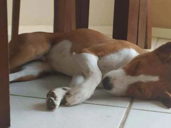 Cachorro ra a Basenji idade 3 anos nome Luke