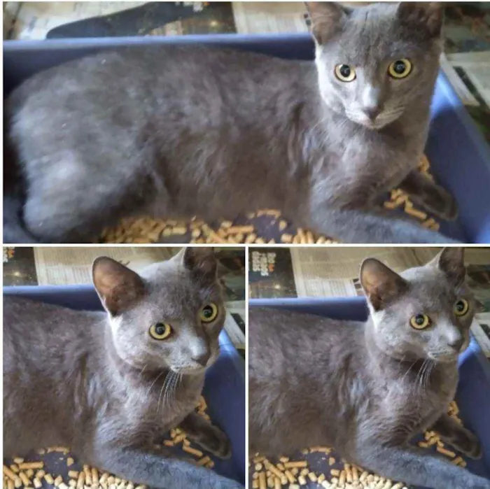 Gato ra a SRD idade 2 a 6 meses nome Bebê 