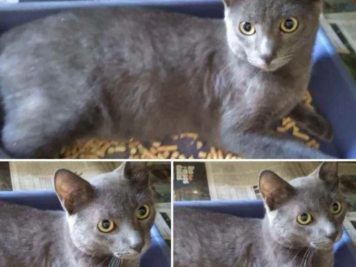 Gato ra a SRD idade 2 a 6 meses nome Bebê 